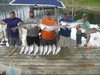 (07/29/2016) - Nice Striped Bass